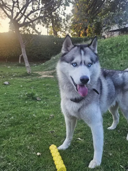 A moment of focus before the next game of fetch. This husky is ready for action, showcasing the happy and engaged attitude of the pets in our care.