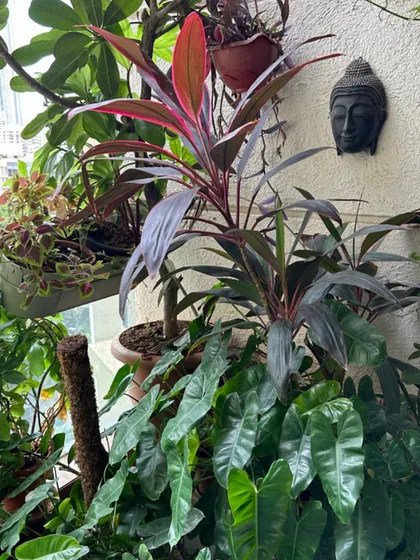 A cluttered corner of a balcony filled with various plants. We advise clients to maintain a healthy distance between plants, especially indoors, to prevent the spread of pests and ensure good air circulation.