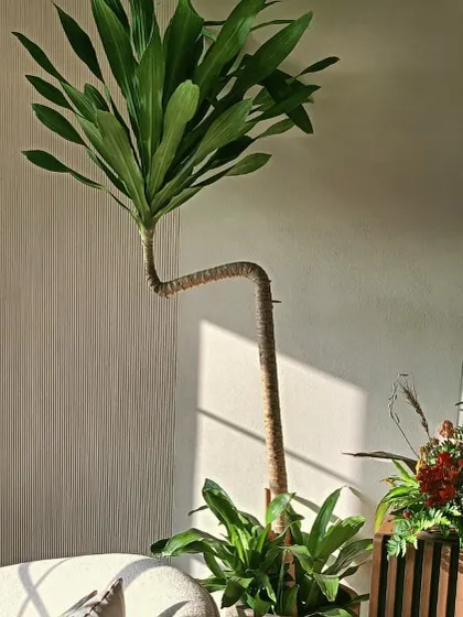 The unique, curved trunk of this Dracaena adds an artistic and whimsical touch. I seek out plants with distinct character that can stand alone as a piece of living art.