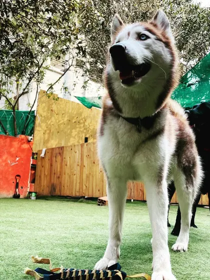 This majestic Husky is standing tall in our play yard. It's a great environment for larger breeds to stretch their legs and get the exercise they need.