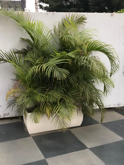 A close-up of a healthy, full Areca Palm. I make sure all my plants are in great condition before they go to a new home.