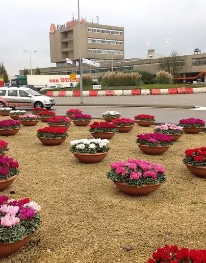 A simple but effective temporary landscape outside a building in the Netherlands. Using potted cyclamen in gravel is a great idea for adding instant color to an urban area.