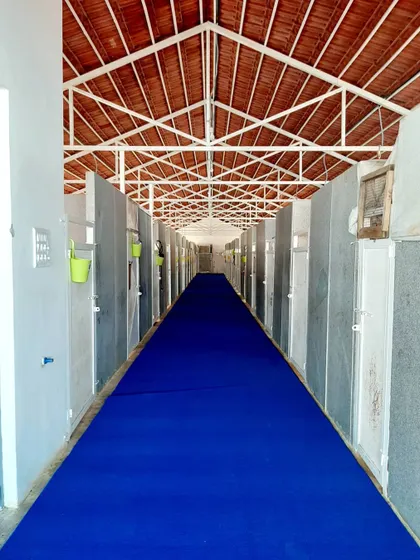The blue carpet is rolled out for our VIP guests. This is the main corridor of our kennel block, kept spotlessly clean and ready for the busy season.
