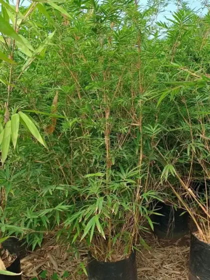 A thick clump of bamboo, demonstrating its effectiveness as a natural privacy screen.