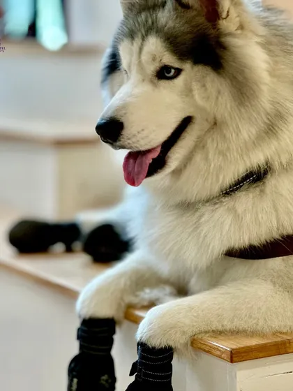 A majestic husky relaxes in our luxury pet hotel. We offer private suites, plush bedding, and a calm atmosphere to ensure every guest has an unforgettable and stress-free staycation.