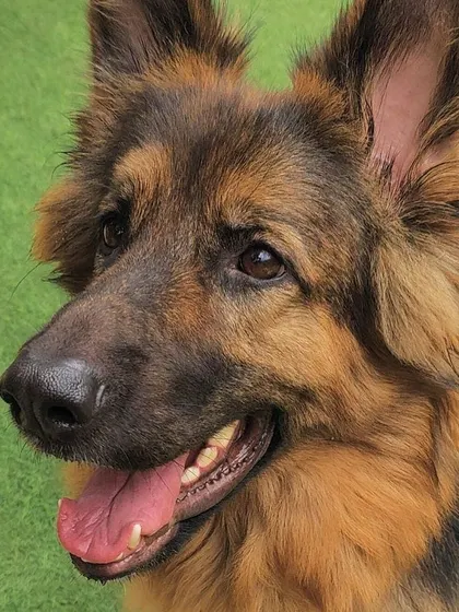 A stunning German Shepherd looking happy and relaxed. I make sure every dog, no matter the breed, feels comfortable and at home here.