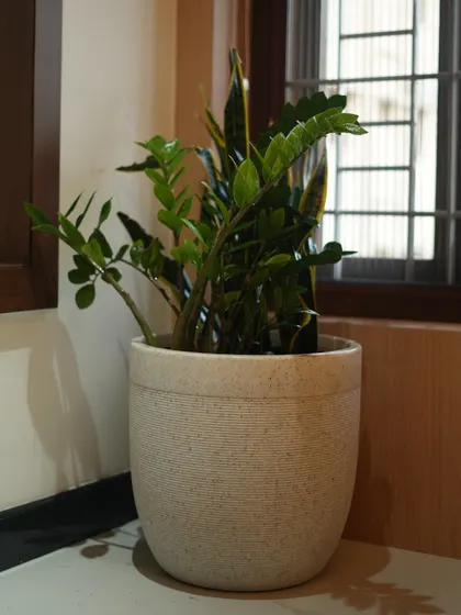 A clear shot of the ZZ plant and Snake Plant combination in a textured pot, placed neatly in a corner by a window.