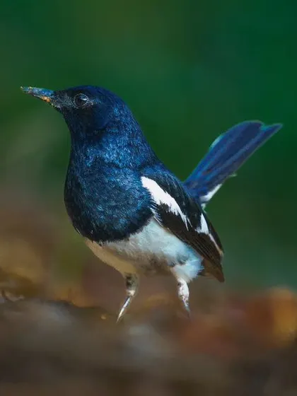 An Oriental Magpie Robin stands on the ground, its glossy black and white feathers making it a striking subject against the forest floor.