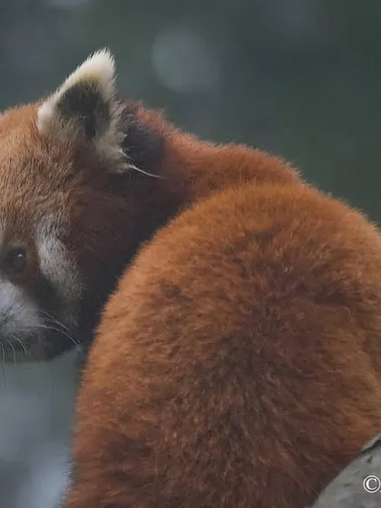 A Red Panda, an endangered species and the state animal of Sikkim. This is why I advocate against zoos; these beautiful, shy animals belong in the wild, not in enclosures.