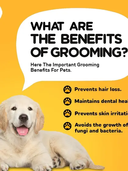What are the real benefits of grooming? It's more than just looking good. Regular grooming prevents hair loss, maintains dental health, and stops skin irritation before it starts.