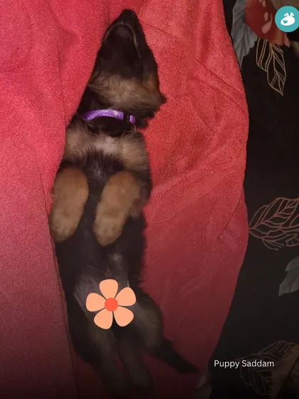 Blessing your feed with this adorable German Shepherd puppy, Saddam, sleeping peacefully.