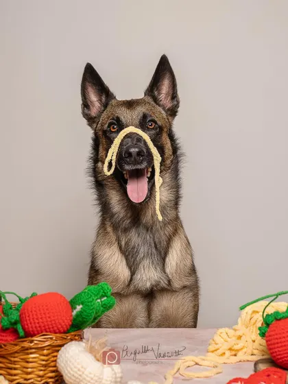 The face of a happy chef who has no regrets. This shot captures the playful side of a typically serious breed, showing the versatility of a studio session.