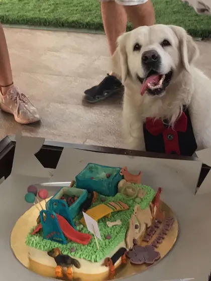 We recently had a small party to celebrate a client dog's birthday. Even with cake, snacks, and many dogs in a small space, everyone was wonderfully behaved. This is a testament to the hard work and consistency of their families.
