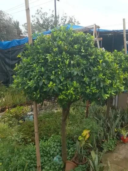 This is a Ficus Tapari, a decorative tree that we have shaped into a ball. These are excellent for placing at an entrance or as a feature in a garden design.