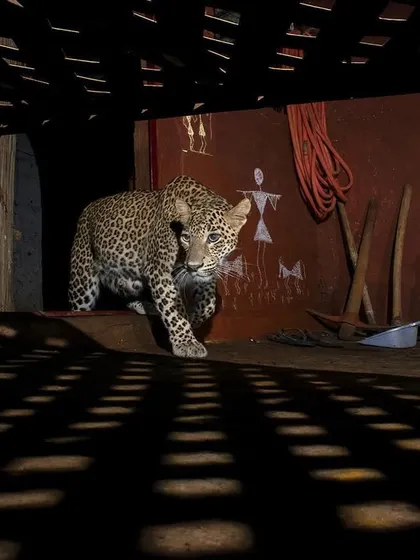 This award-winning camera trap image of a leopard in Aarey colony, Mumbai, shows the result of teamwork and immense effort. It's a story of human-wildlife coexistence.