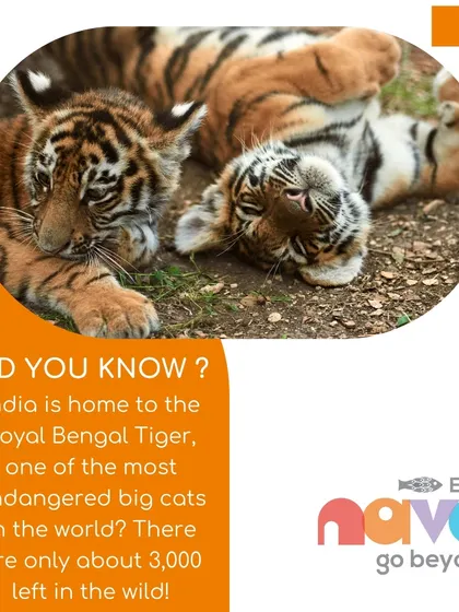 Did you know India is home to the endangered Royal Bengal Tiger? In my workshops, we learn about magnificent creatures like these and discuss the conservation efforts needed to protect them.