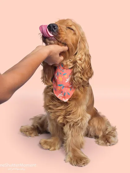 Theo the cocker spaniel is a real-life soft toy! He loves getting chin scratches, and this shot captures a moment of pure bliss and contentment during his studio session.