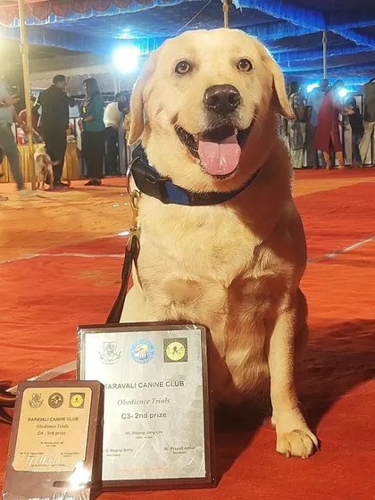 This happy Labrador is sitting proudly with his second-place plaque from the C3 Obedience Trials at the Karavali Canine Club show. A fantastic achievement.