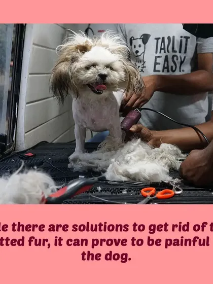 While we can remove matted fur, the process can be painful for the dog as it pulls on their skin. Prevention is always better than cure.