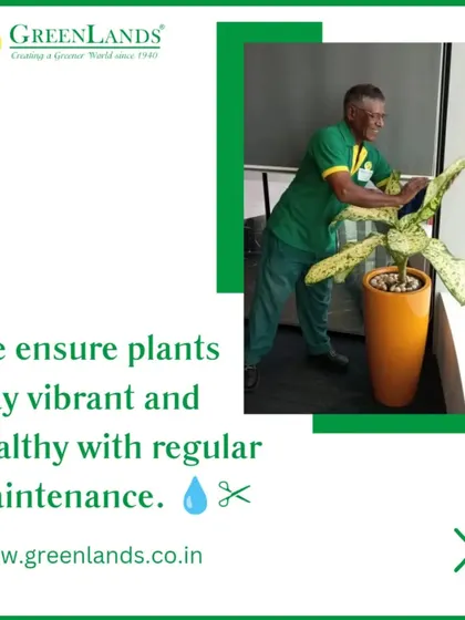 A key part of my service is ensuring the plants always look their best. Here, one of my expert gardeners is performing regular maintenance on a Dieffenbachia plant at a salon, which is part of our comprehensive plant hire and care package.
