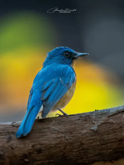A Tickell's Blue Flycatcher with a beautiful, colourful background. The mix of yellow, green, and dark tones in the bokeh complements the bird's own colours perfectly.
