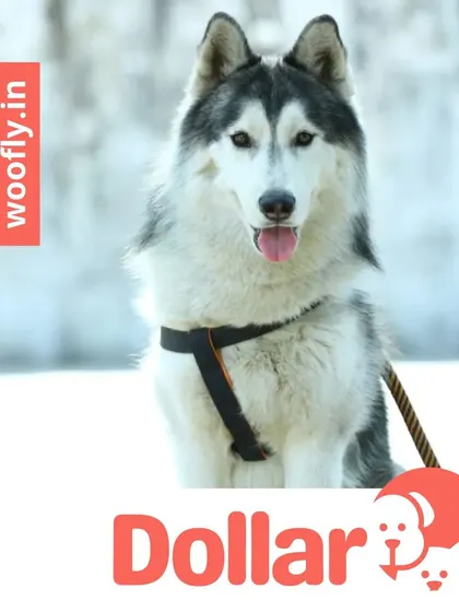 Dollar the handsome Husky is looking sharp. I groom all breeds, including those with thick double coats that require special attention and de-shedding.
