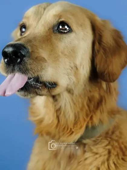 A collection of expressive dog portraits from a calendar shoot, all done in a studio setting.