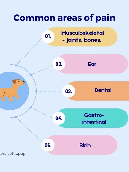 This graphic outlines the most common areas of pain for dogs, including musculoskeletal, dental, and gastro-intestinal issues, helping you know what to look for.
