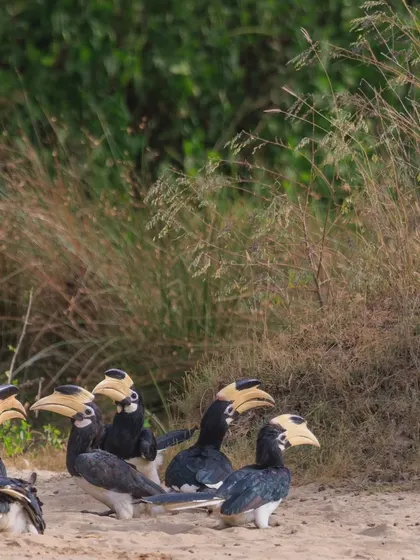 The audience of Malabar Pied Hornbills, waiting patiently. We often find them foraging on the ground in groups.