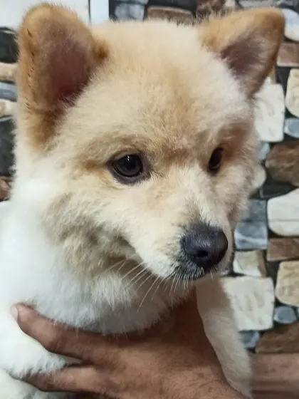 The big reveal. This is Bolt, a charming Pomeranian mix, looking sharp and feeling fresh after his full grooming session, which included a stylish teddy bear cut.