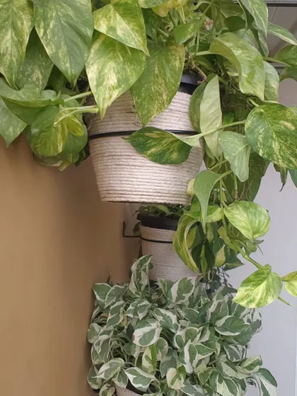 Here you can see how we've layered the upcycled hanging planters to create a cascade of foliage. This is a great technique for adding depth and dimension to a wall garden.