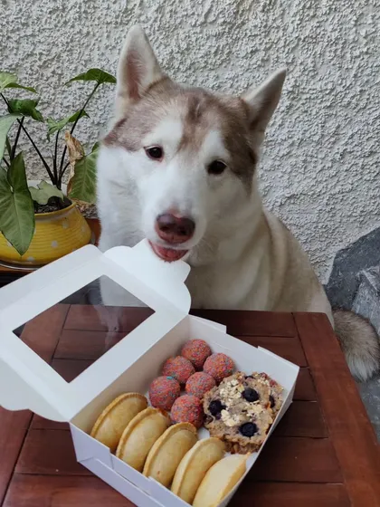 This gorgeous husky is ready to dig into our Holi treat box. It's filled with my best-selling doggylicious gujiyas, drool-worthy laddoos, and freshly baked granola cookies.