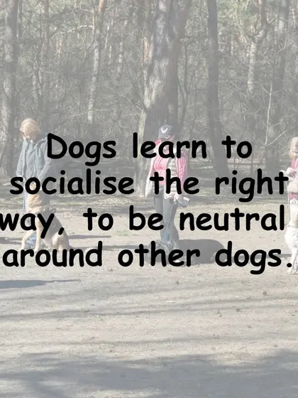 In my classes, dogs learn what true socialization is: being neutral and calm around other dogs. It's not about playing, but about co-existing peacefully.