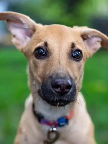 The classic head-tilt. This close-up portrait of Kadhali, a foster puppy, perfectly captures that curious and endearing expression that all dog lovers recognize. Her bright eyes are full of intelligence and wonder.