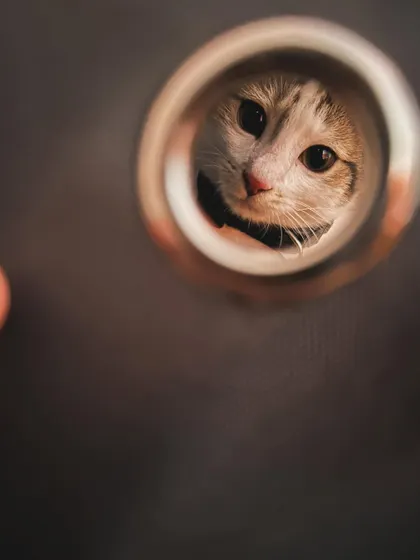 Here are more of the lovely cats I've had the pleasure of sitting. Each one has a unique personality, and I tailor my care to make them feel comfortable, from playful kittens to serene seniors.