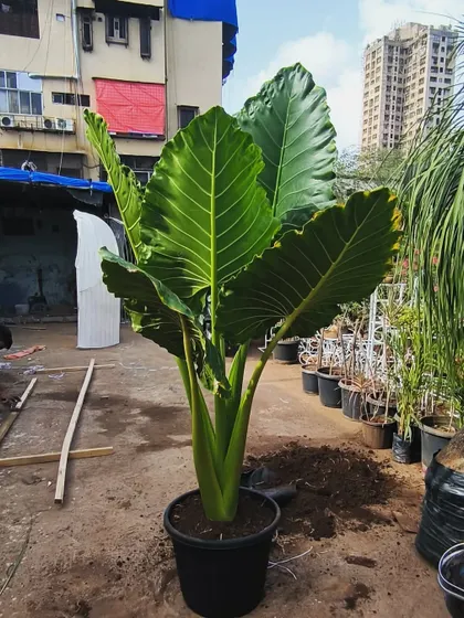 A full-sized Alocasia being prepared for a client. These elephant ear plants make a dramatic statement in any large space or garden setting.