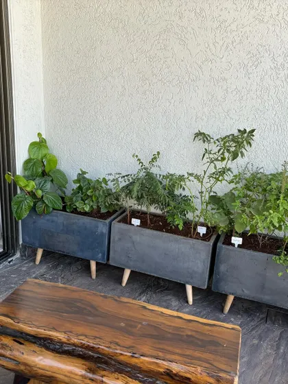 A full view of the three-planter setup, showing how much green, edible life you can fit into a compact space.