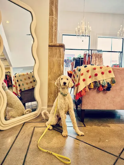 Maude, a recent graduate, looking beautiful and calm inside a boutique. We practice in all sorts of indoor public spaces to ensure your dog is well-mannered everywhere.