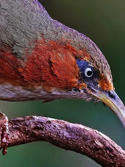 An intense close-up of a Rusty-cheeked Scimitar Babbler. The focus is on its sharp, curved beak and the piercing gaze from its pale eye.