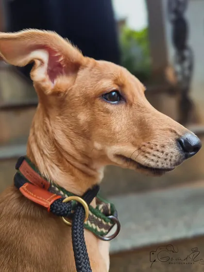 A quiet, noble profile of one of the foster puppies. This close-up highlights the beautiful structure and gentle eyes of our native Indian breeds, proving they are as photogenic as any pedigree.