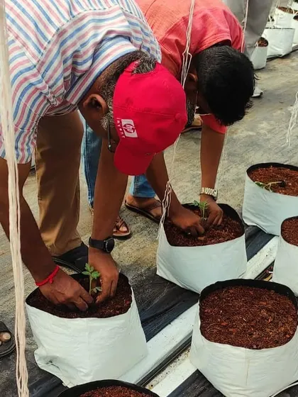 Getting your hands in the cocopeat. Volunteers play an active role in our farm, helping with tasks like planting new seedlings in our hydroponic grow bags.