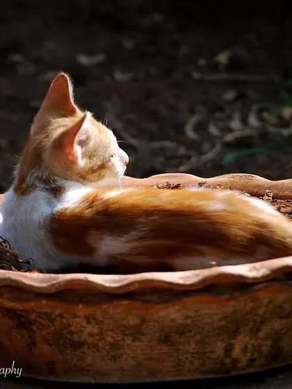 Is it a plant or is it a cat? This little orange kitten found the sunniest, warmest spot for a nap right in a planter.