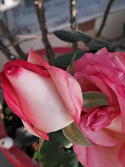 A pair of English rosebuds, one just starting to open.