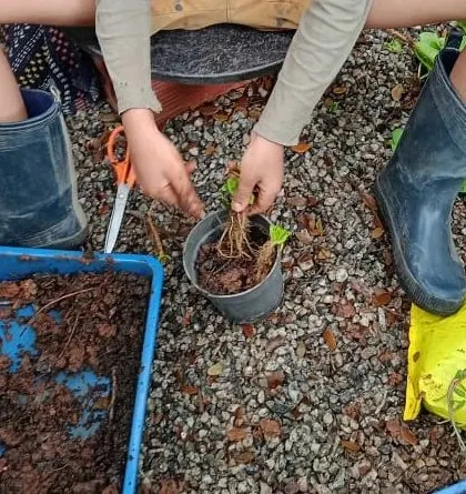 A child carefully transplants a seedling, learning about root structures and the delicate process of giving a plant a new home.