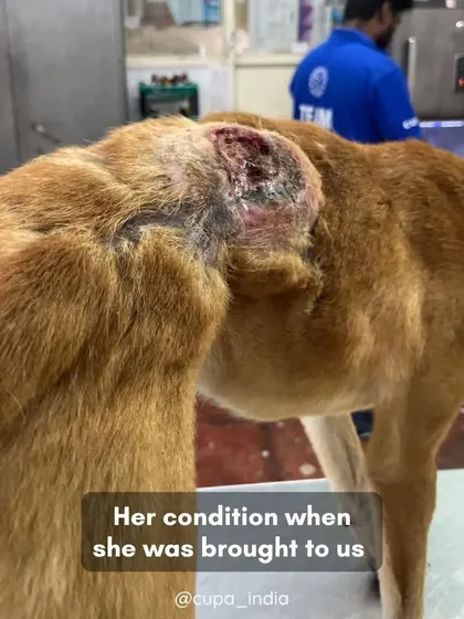 A closer look at the maggot-infested wound when she was brought to us. These cases require immediate and thorough cleaning to save the animal's life.