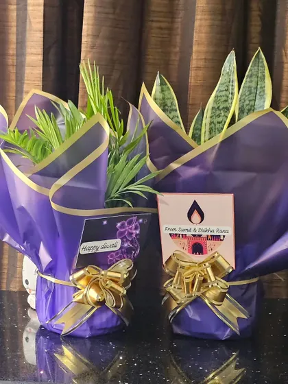 Plants make the best gifts. Here are a couple of plants, an Areca Palm and a Snake Plant, wrapped and ready for Diwali gifting with custom tags. I can prepare these for any occasion, personal or corporate.