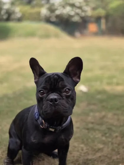 A handsome black French Bulldog taking a moment to pose for the camera. He's a favorite among staff and other dogs.
