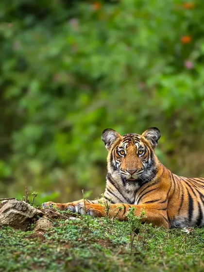 A young tiger rests on a mossy mound during the monsoon season in Kabini. The vibrant green background and the cat's relaxed but alert posture make for a beautiful, classic wildlife portrait.