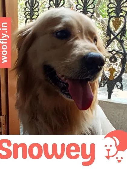 Snowey the Golden Retriever is all smiles after his grooming check. I provide complete doorstep services to keep your pets looking this good.