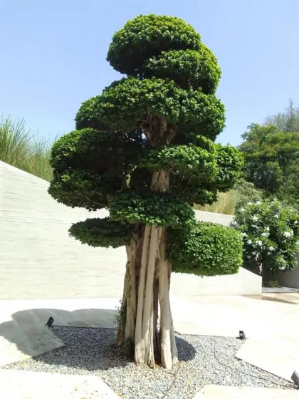 A close-up of the sculpted tree after installation, highlighting the beautiful form of its multiple trunks and the carefully pruned canopy. This is a perfect example of a living sculpture.